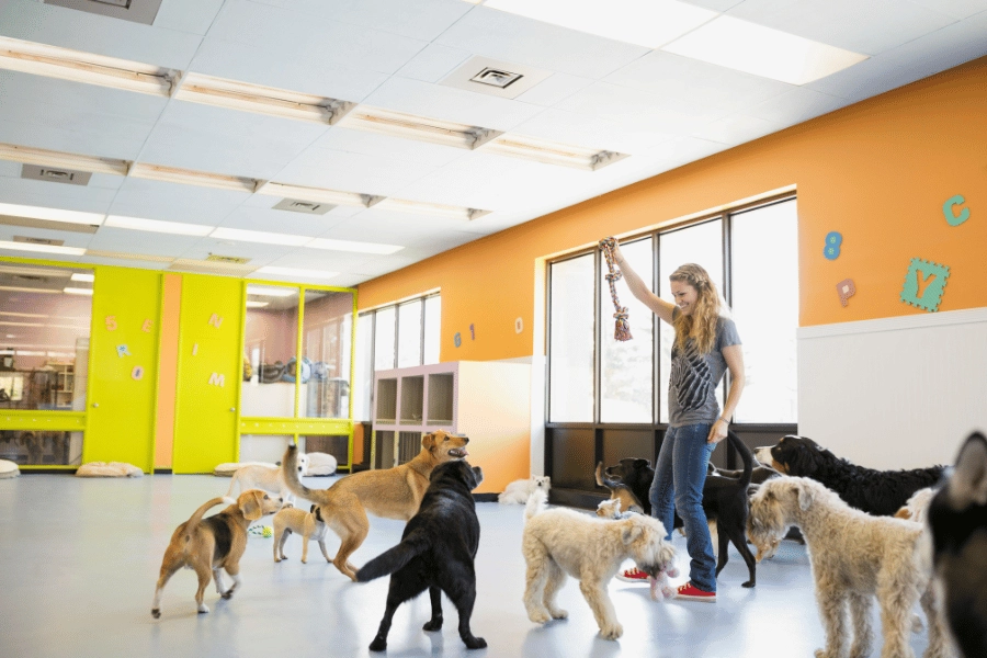 playtime at doggy daycare inside with a toy